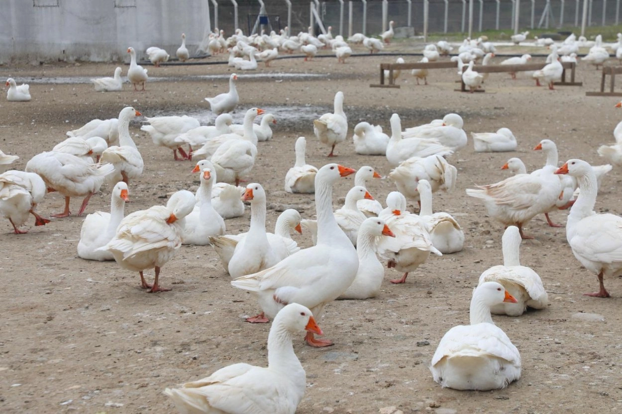Ordu&rsquo;da kaz yetiştiriciliği b&uuml;y&uuml;yor