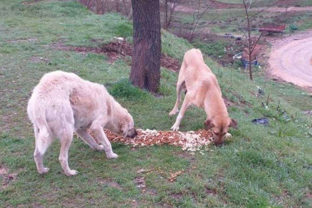 Yenişehir’de can dostlar için projeler ortak akıl ile devrede