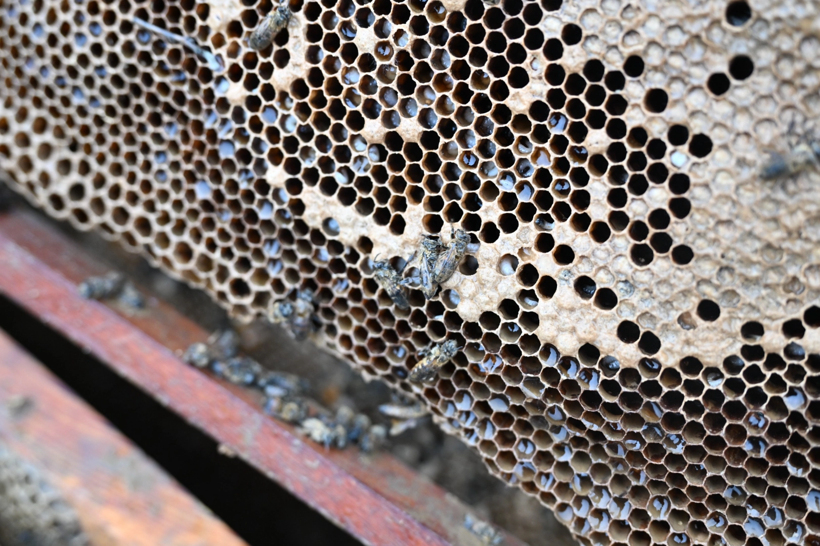 Manisa'da sel mağduru arıcıya destek