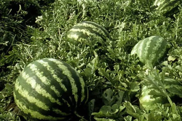 Tarım &Uuml;FE&rsquo;de yıllık artış y&uuml;zde 36,09&rsquo;a ulaştı