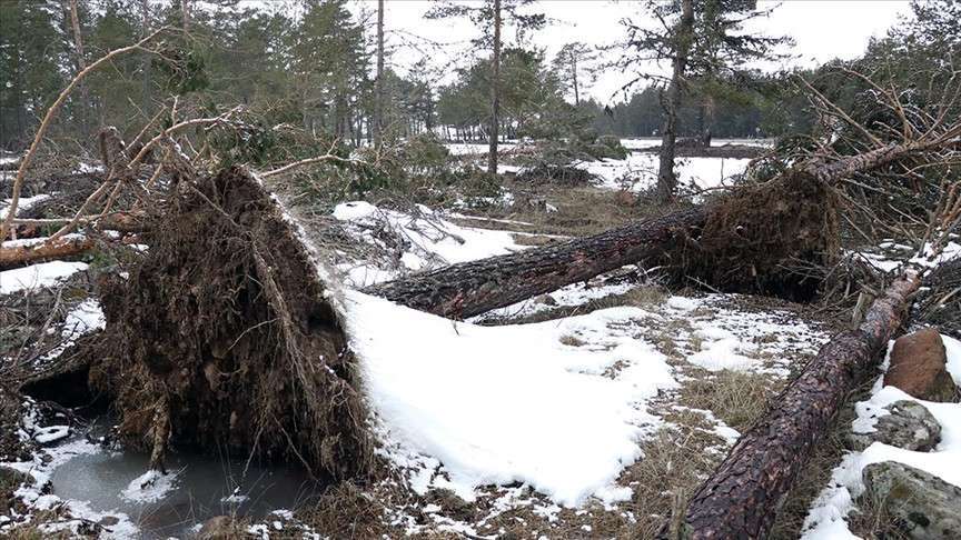 Bolu'da fırtına nedeniyle onlarca çam ağacı devrildi