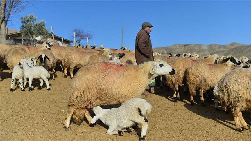 Baharın habercisi kuzuların anneleriyle buluşma anı renkli görüntüler oluşturuyor