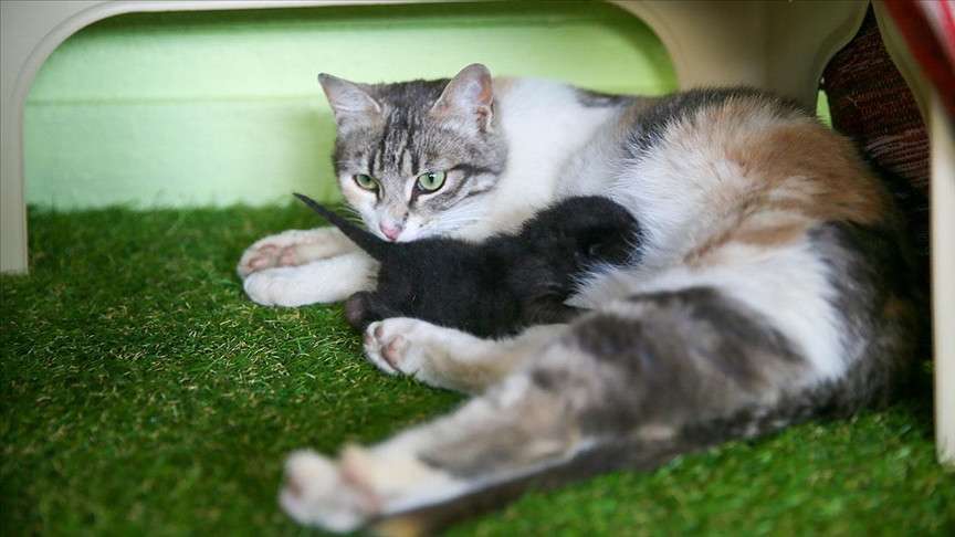 Anne kedi ile minik yavrusuna mescit 'yuva' oldu
