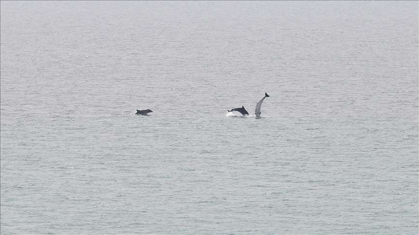 İzmit Körfezi'nde görülen yunuslar renkli görüntüler oluşturdu