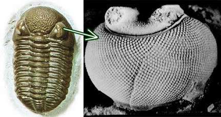 450 MİLYON YILLIK TRİLOBİT FOSİLİ “YARATILDIM” DİYOR