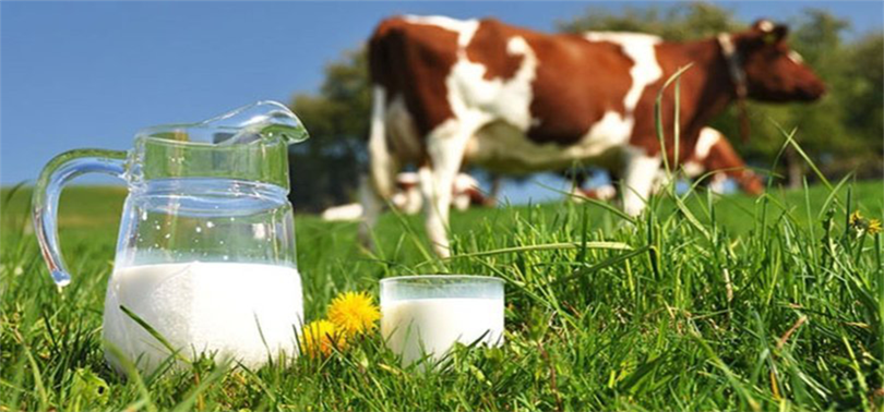 Dünya Süt Günü’nde TMMOB’den Önemli Çağrı: Süt Tüketimi ve Üretimi Artırılmalı